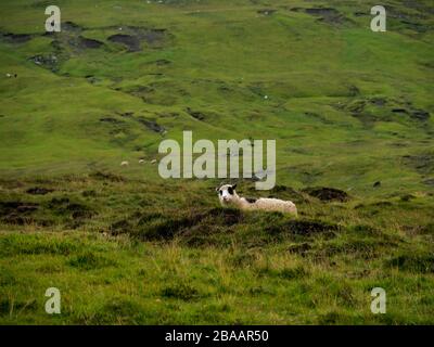 Grünfelder der Färöer. Einige Scheues im Hintergrund. Stockfoto