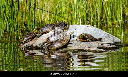 Blick auf Western Painted Turtles (Chrysemys picta) auf einem Felsen Kootenay River Valley, British Columbia, Kanada Stockfoto