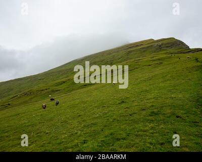 Grüne Rasenfelder der Färöer mit Scheuern im Hintergrund. Bewölktes Wetter. Stockfoto