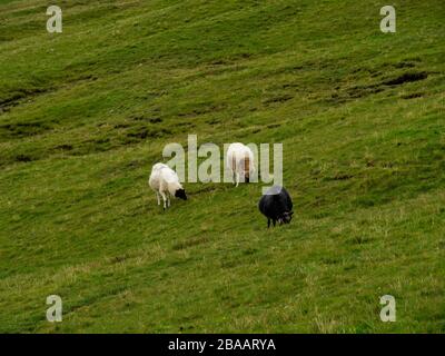 Grüngräberfelder der Färöer. Sheeps, die Gras essen. Stockfoto