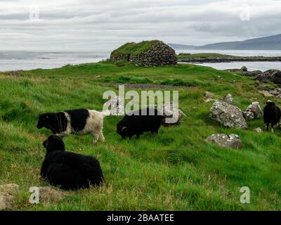 Färöer. Grünes Gras, weidendes Schaf, altes Steinhaus mit Grasdach im Hintergrund. Stockfoto