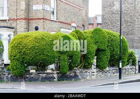 Eine Hecke in Form von Elefanten an der Kreuzung von Romilly Road und Ambler Road, einem Wohngebiet von North London, Großbritannien Stockfoto