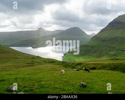 Färöer. Blick über die Bucht und die Funnings Kommuna. Grüne Rasenfelder und Weidescheeps im Vordergrund. Die Sonne bricht durch Wolken. Dunst Stockfoto