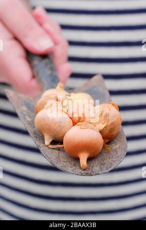 Allium Cepa 'Stuttgarter' Zwiebel auf einem Trowel, der im Frühjahr in modularen Zellen zum Start bereit ist. GROSSBRITANNIEN. AGM Stockfoto