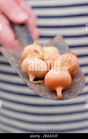 Allium Cepa 'Stuttgarter' Zwiebel auf einem Trowel, der im Frühjahr in modularen Zellen zum Start bereit ist. GROSSBRITANNIEN. AGM Stockfoto