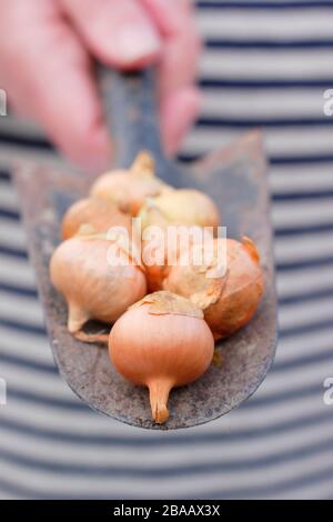 Allium Cepa 'Stuttgarter' Zwiebel auf einem Trowel, der im Frühjahr in modularen Zellen zum Start bereit ist. GROSSBRITANNIEN. AGM Stockfoto