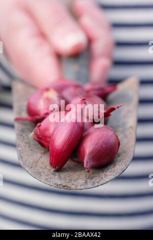 Allium Cepa "Red Baron" Zwiebel auf einen Trowel gesetzt, der im Frühjahr in modularen Zellen starten kann. GROSSBRITANNIEN Stockfoto