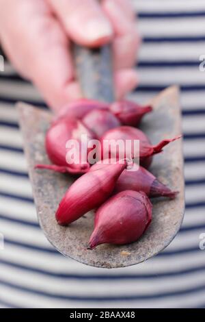 Allium Cepa "Red Baron" Zwiebel auf einen Trowel gesetzt, der im Frühjahr in modularen Zellen starten kann. GROSSBRITANNIEN Stockfoto