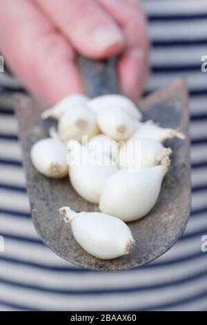 Allium Cepa 'Snowball' Zwiebel auf einem Trowel, der in modularen Zellen zum Start bereit ist. GROSSBRITANNIEN Stockfoto