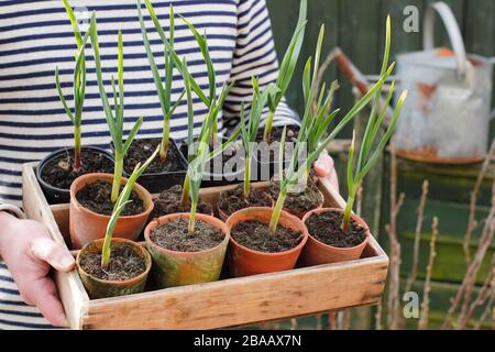 Allium sativum "Lautrec Wight" Knoblauchpflanzen, die bereit sind, in einem Quellgarten, Großbritannien, zu Pflanzen Stockfoto