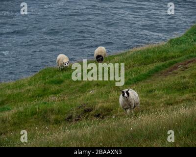 Die Faröer Inseln.die Sheeps stehen auf der Klippe, im Hintergrund gibt es einen Ozean. Stockfoto