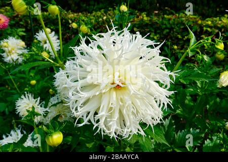 Dahlia Tsuki Yori No Shisha in den öffentlichen Gärten des Parc Floral de Paris, Frankreich. Stockfoto