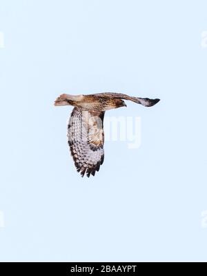 Rotschwein-Falke; Buteo jamaicensis; im Flug über eine zentrale Colorado-Ranch; Winter-Schneesturm; USA Stockfoto