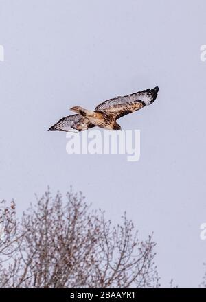 Rotschwein-Falke; Buteo jamaicensis; im Flug über eine zentrale Colorado-Ranch; Winter-Schneesturm; USA Stockfoto