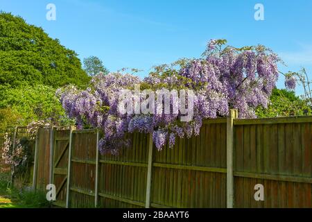 Die blauen-lila Blüten von einer Wisteria Sinensis (chinesischer Blauregen) Stockfoto