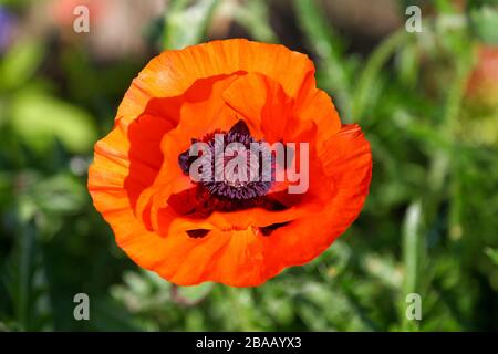 Nahaufnahme einer leuchtend roten Blume eines orientalischen Mohns Papaver orientalis Stockfoto