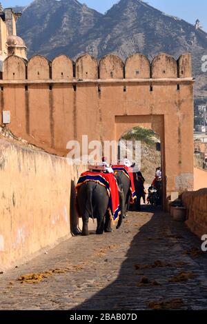 Elefanten, die Touristen nach Amber Fort, Jaipur, Rajasthan, Indien bringen Stockfoto
