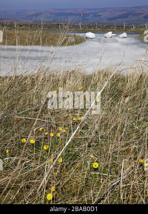 Coltsfoot, der am Aussichtspunkt Cold Stones Cut am Greenhow Hill in Nidderdale wächst, aufgrund der Coronavirus Lock Down 26/03/20 geschlossen Stockfoto