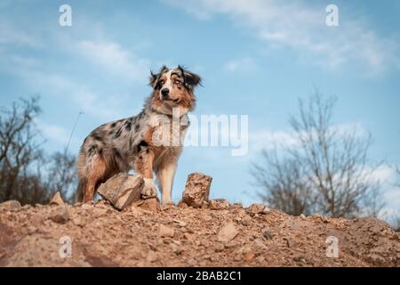 Bluemerle australischer Hirtenhund steht auf einem Felsen Stockfoto