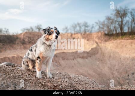 Bluemerle australischer Hirtenhund steht auf einem Steingarten Stockfoto