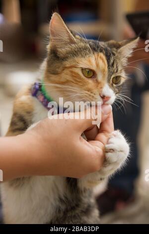 Hauskatze, die von Hand isst Stockfoto