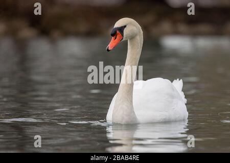 Nahaufnahme Weiß und Orange Mute schwamm schwimmend auf dem Fluss Stockfoto