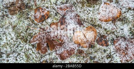 Verwilderte Blätter auf Gras mit Frostbedeckung Stockfoto