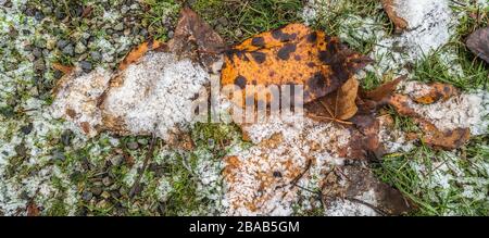 Verwilderte Blätter auf Gras mit Frostbedeckung Stockfoto