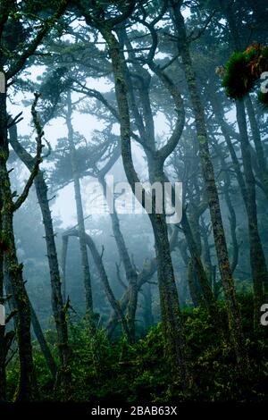 Nebel im malerischen Wald an der Point Reyes National Seashore, Kalifornien, USA Stockfoto