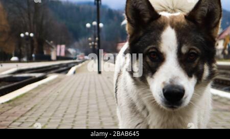 Weißer Hund mit schwarzen Flecken: Verspielter und hungriger Hund auf einem S-Bahnhof inmitten von Bahngleisen und einer Brüstung des Bahnhofs folgt ein streunender Hund Stockfoto