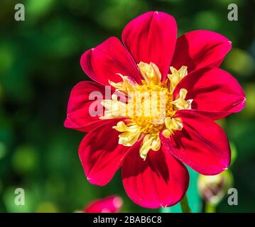 Dahlia in Butchart Gardens in Victoria, British Columbia, Kanada. Stockfoto