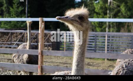 Straußenvogelkopf und Nackenvorderporträt in einem Park. Nahaufnahme eines süßen Straußes auf verschwommenem Hintergrund. Stockfoto
