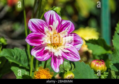 Collerette Dahlia in Butchart Gardens auf Vancouver Island, British Columbia, Kanada. Stockfoto