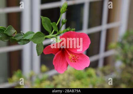 Seitenansicht des Roten Hibiscus rosa sinensis, indische Hibiskusanlage im Haus, Carnation Hibiscus rosa, im Hinterhof des Sommerhauses hängen, Hintergrund des Hous Stockfoto