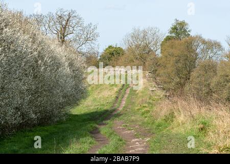 Fußweg rund um die Silchester Roman Town Wall in Hampshire, Großbritannien Stockfoto