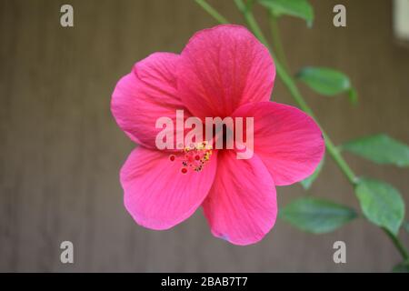 Seitenansicht des Roten Hibiscus rosa sinensis, chinesischer Hibiskus, Carnation Hibiscus rosa, an der Pflanze in sommerlicher heller Sonne hängen Stockfoto