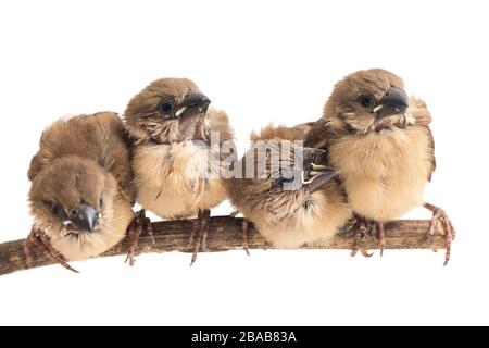 Vier Babys die weißköpfige Munia (Lonchura maja) isoliert auf weißem Hintergrund Stockfoto