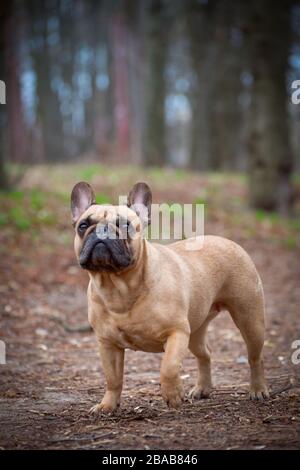 Wunderbarer französischer Bulldog in Fawn, der im Wald spaziert. Stockfoto