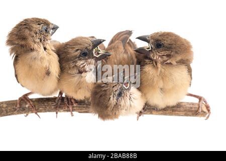 Vier Babys die weißköpfige Munia (Lonchura maja) isoliert auf weißem Hintergrund Stockfoto