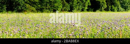 Wildblumenfeld, Baden-Württemberg, Deutschland Stockfoto