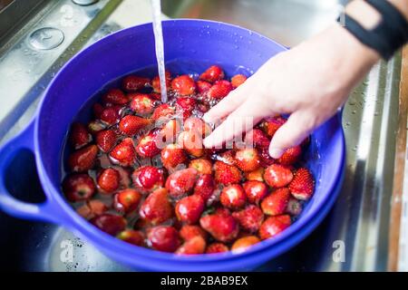 Frische Erdbeeren mit Wasser im Waschbecken waschen. Stockfoto