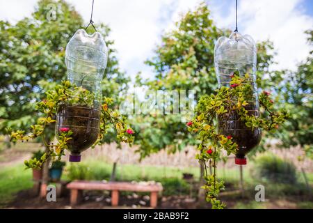 Kunststoffflaschen werden als hängende Pflanzgefäße wiederverwendet. Stockfoto