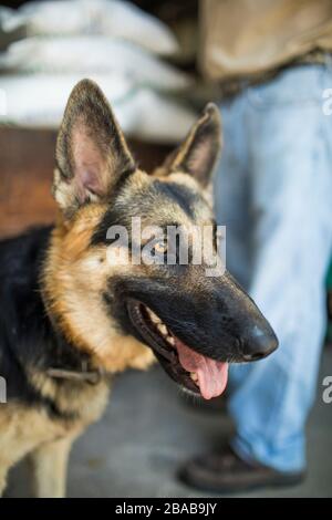 Portrait des Schäferhundes im Freien. Stockfoto