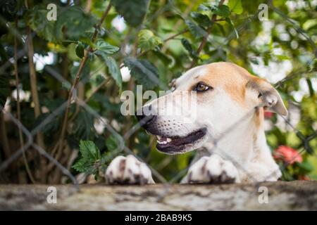 Portrait des goldenen Retriever Lab Mix hinter Zaun. Stockfoto