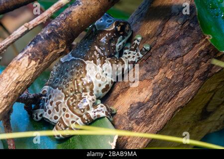 Nahaufnahme eines Amazonas-Milchfrosches (Trachycephalus resinifictrix) Stockfoto