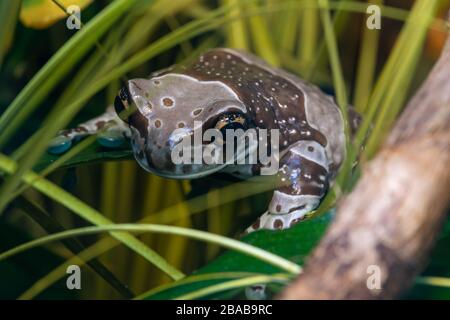 Nahaufnahme eines missionsgoldenäugigen Baumfrosches (Trachycephalus resinifictrix) in Gefangenschaft Stockfoto