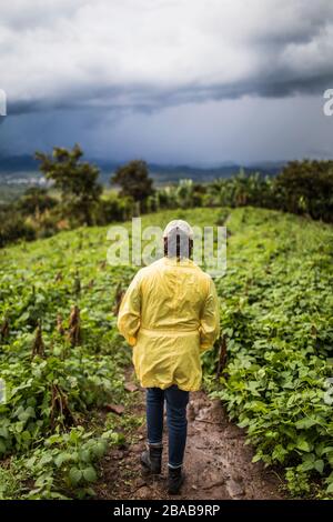 Rückansicht der jungen Frau, die durch üppige Hügel in Guatemala wandert. Stockfoto