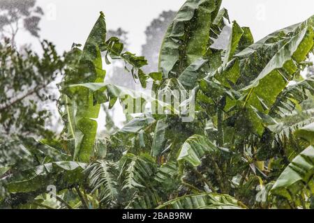 Riesige Tropfen Regen auf Bananenpflanzen während eines tropischen Sturms. Stockfoto