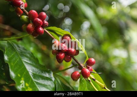 Nahaufnahme von Kaffeebohnen, die auf dem Busch wachsen Stockfoto