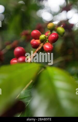 Nahaufnahme von Kaffeebohnen, die auf dem Busch wachsen Stockfoto